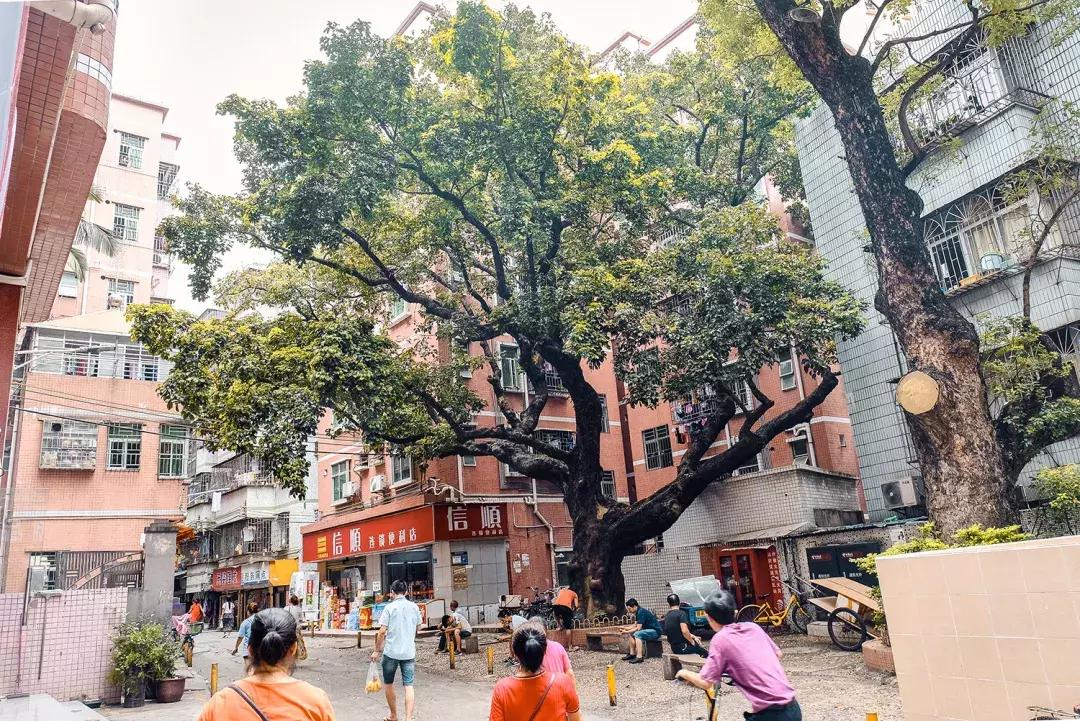 附近莲塘,附近的莲塘