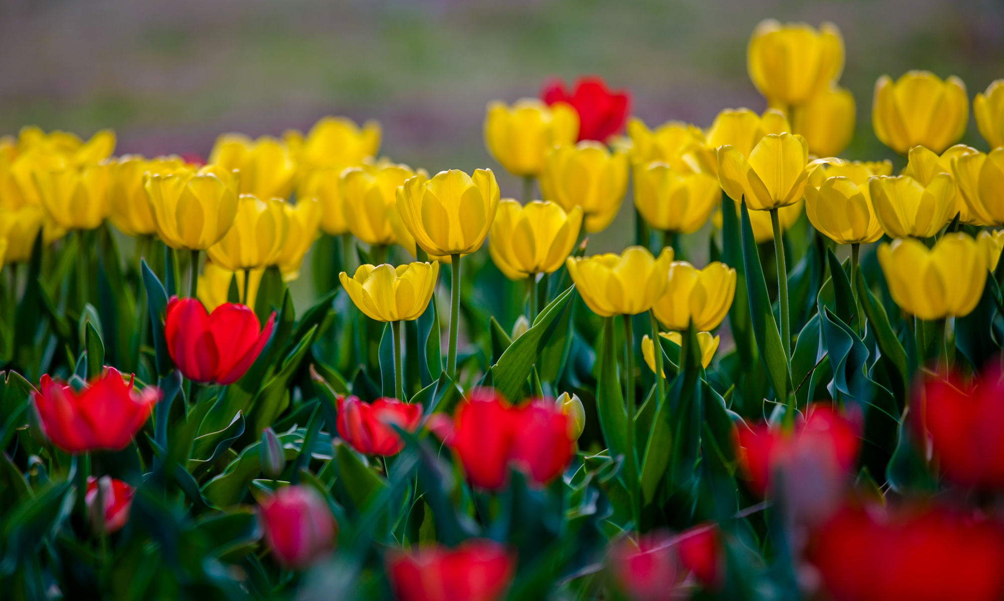 郁金香济南哪里最好,济南万象城郁金香