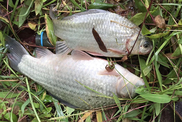 日本假鲫鱼入侵，却成钓友们的美味，一钓就一桶，比土生鲫鱼好吃