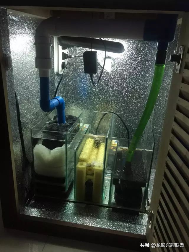 垃圾桶旁边的四方鱼缸，捡回去养了一缸金鱼，别说还挺不错