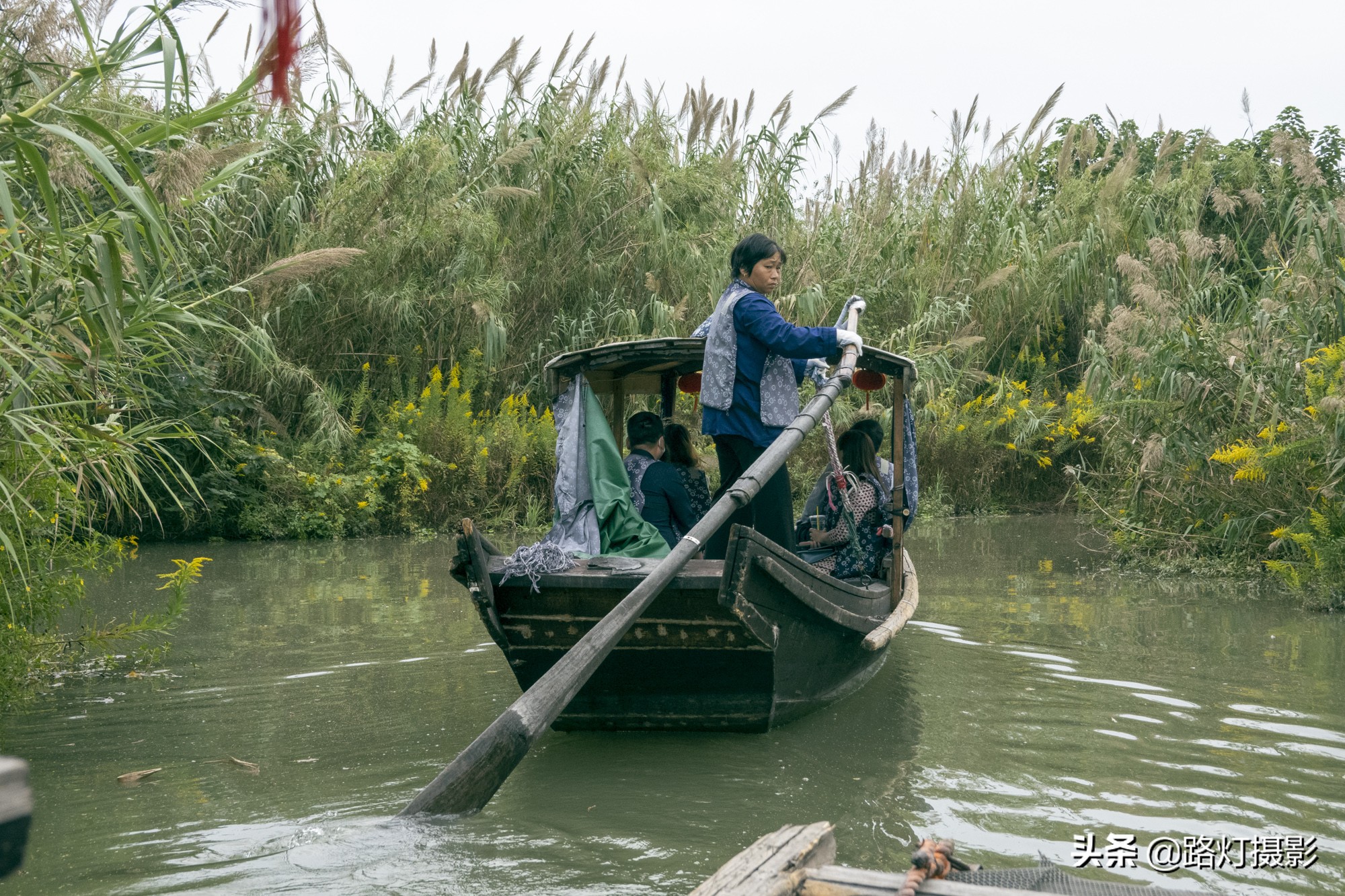沙家浜秋色,沙家浜秋天芦苇荡