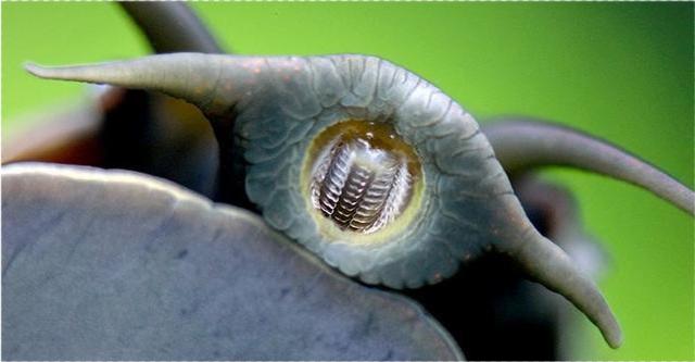 下雨后出现的大蜗牛能摸吗,雨天之后见到这种蜗牛千万不要碰