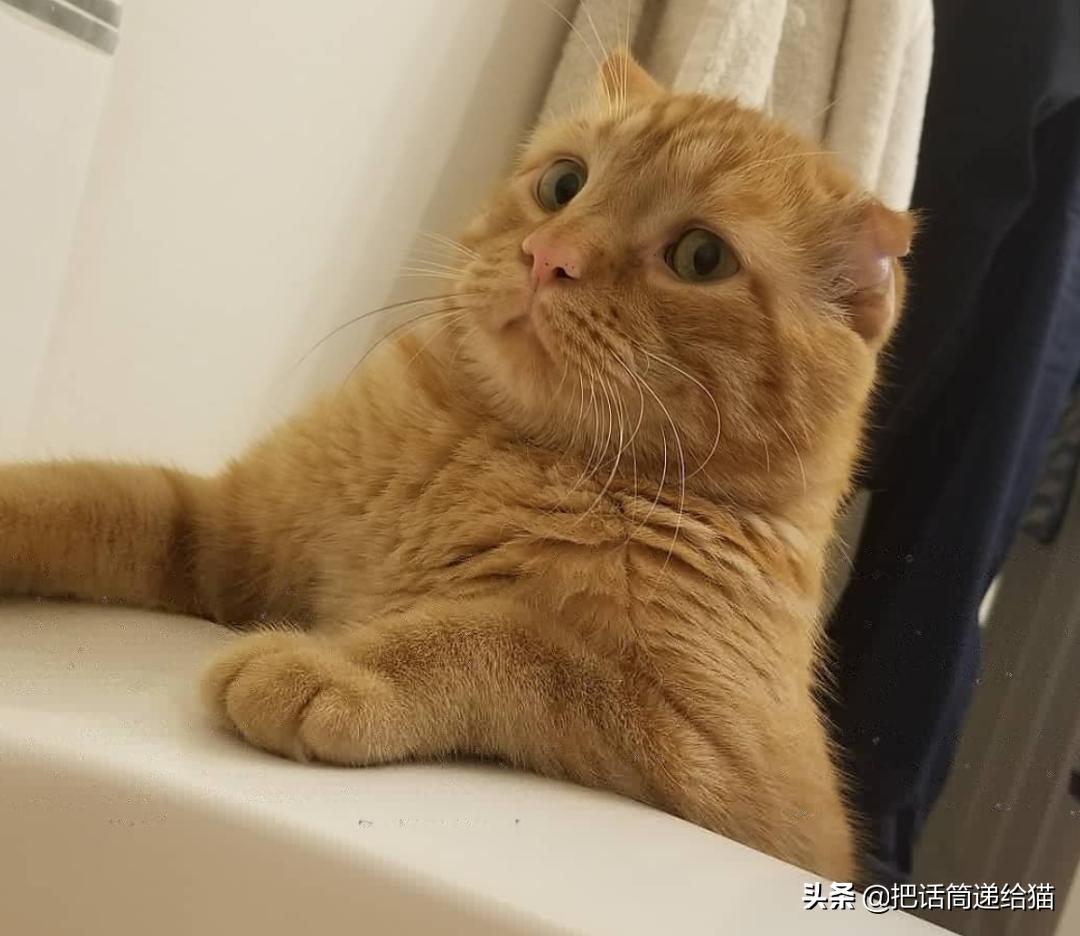 被弃养了一次的猫,从病魔中救回的猫脱离安乐死