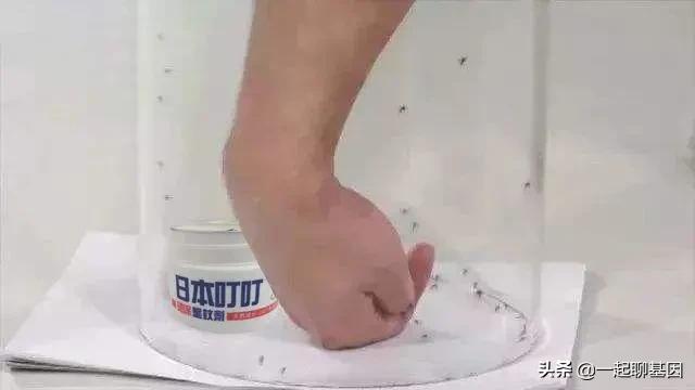 蚊子最大的天敌竟然不是花露水,蚊子的最大克星昆虫