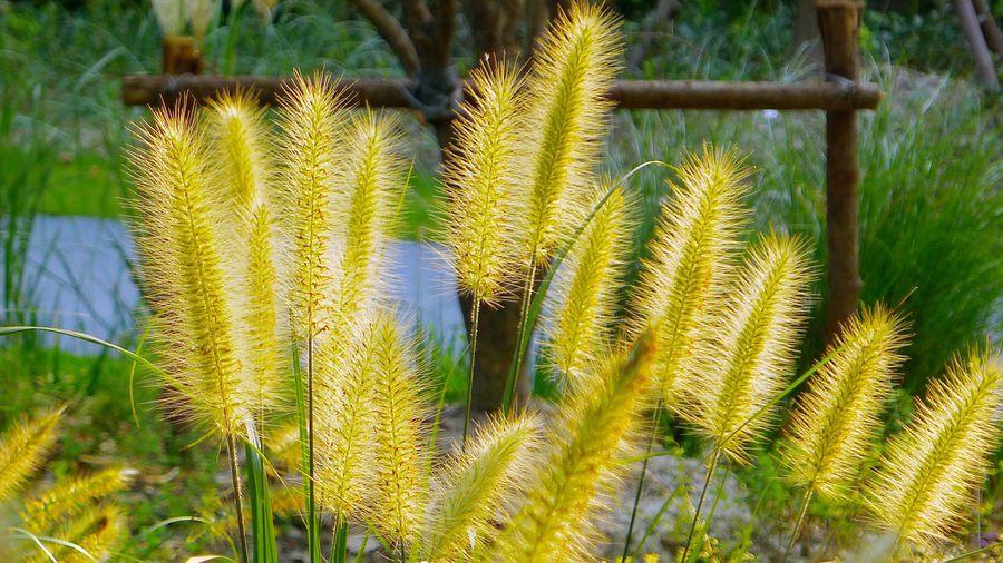 狗尾巴的草有什么用处,随处可见的狗尾巴草