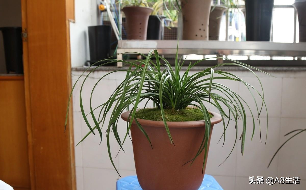 每日一品兰花图片大全,每日一品兰花价格