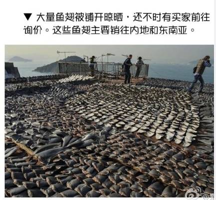 鱼翅是什么玩意儿,鱼翅是啥玩意儿