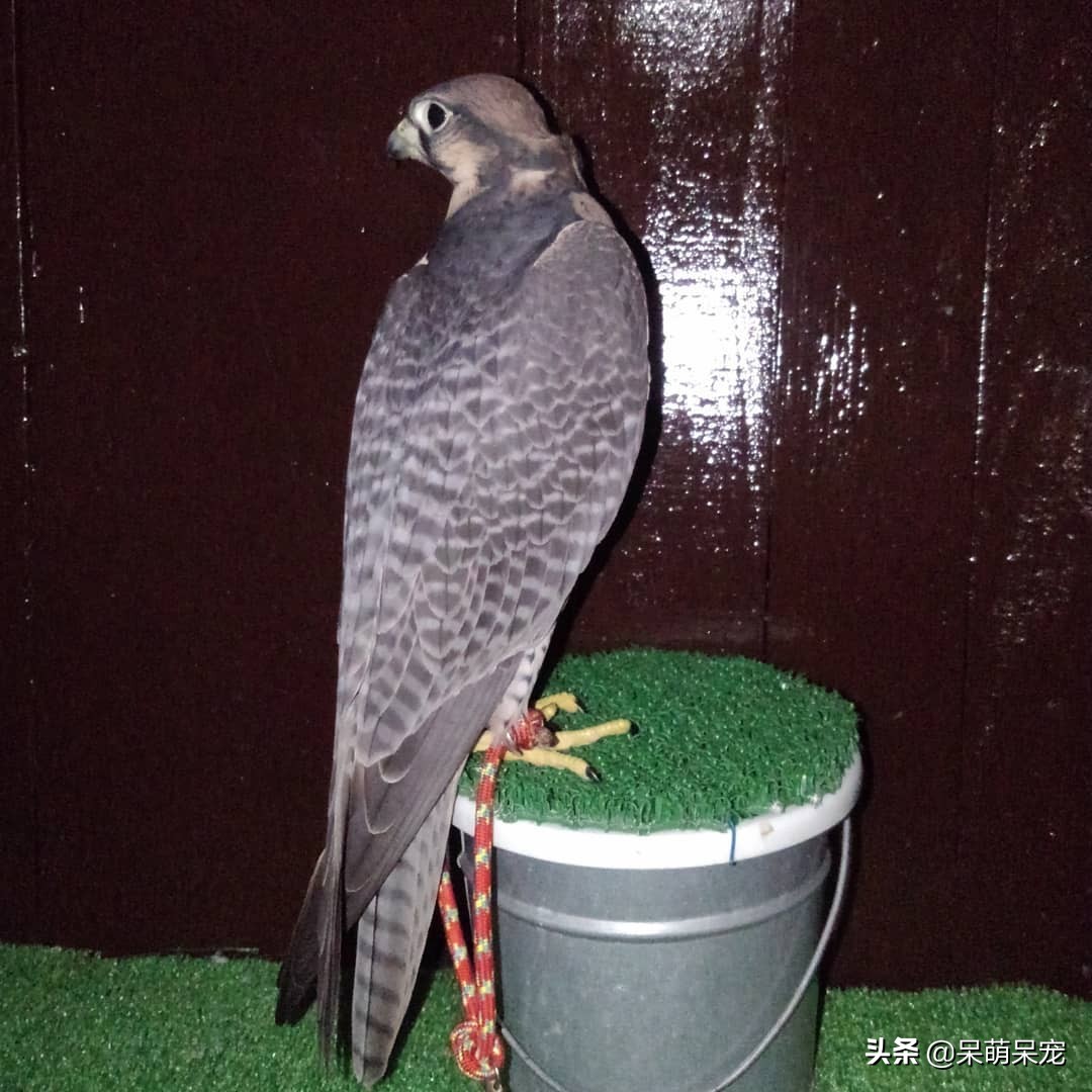 世界上最贵的宠物,世界上最有钱的宠物是什么