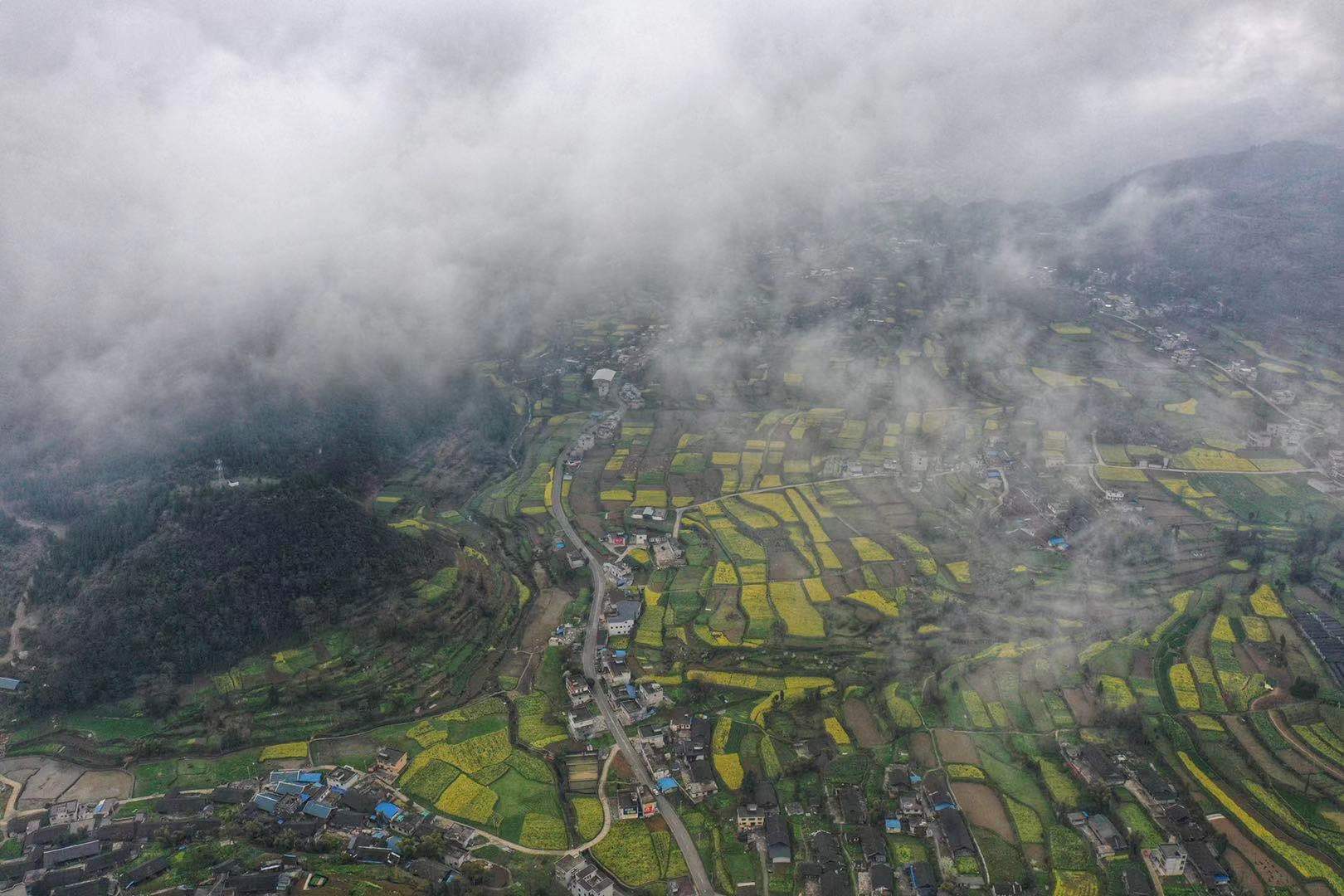 贵州发现一棵上千年金丝楠木王,贵州大山发现金丝楠木王