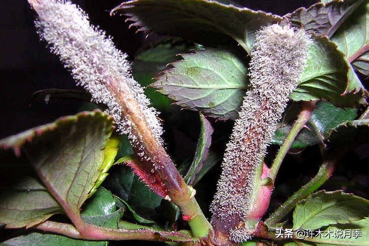 月季叶子枯萎怎么修剪,月季灰霉