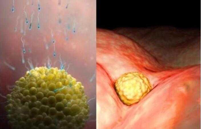 1到40周的胎儿的样子,胎儿1-40周发育过程标本