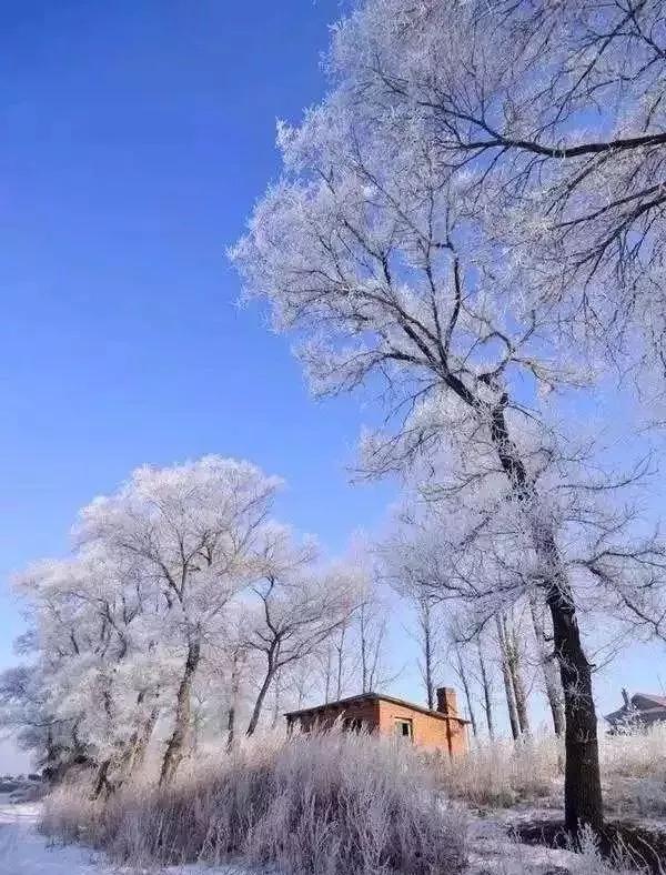 此生必去看一次雾凇太美了,此生必去看一次雾凇简直要美哭了