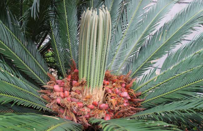 铁树的种植方法和技巧,家里放铁树是吉是凶铁树如何种植