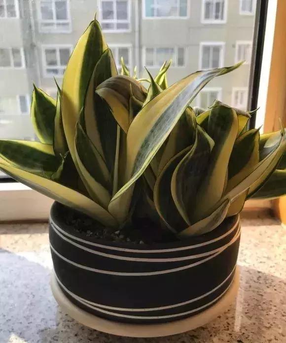 什么花吸甲醛油烟,能吸甲醛油烟的20种植物家家必养