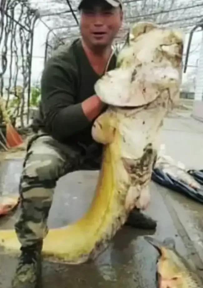 捕获巨型黄金鱼,山东捕获黄金鲶鱼