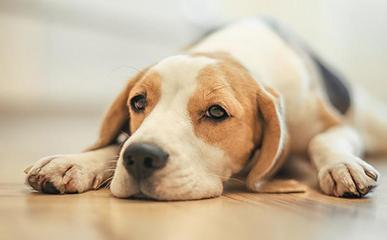 狗狗泪痕怎么也除不掉,狗狗泪痕怎么去也去不掉了怎么办