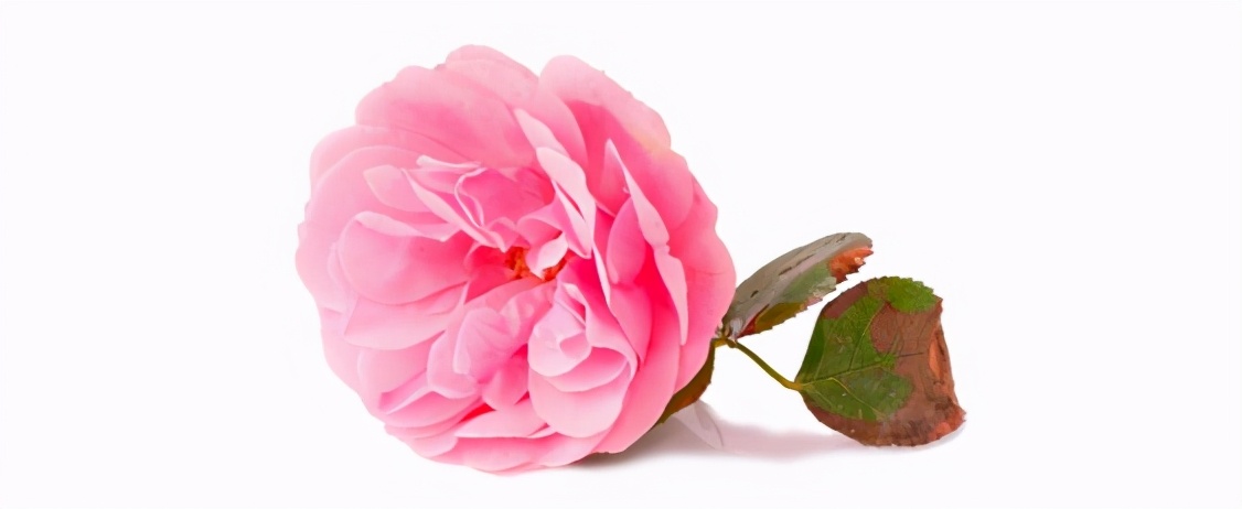 大马士革玫瑰纯露如何选,大马士革玫瑰纯露跟白玫瑰纯露