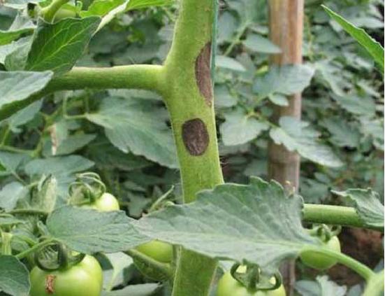 西红柿转色慢怎么解决,西红柿转色的最佳温度