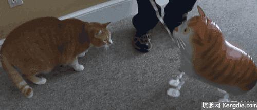 猫咪在电饭煲上拉臭臭，差点把铲屎官气晕在厕所