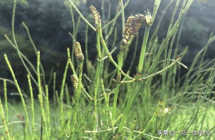 农村这7种常见的野草,农村的野草有哪些可以吃