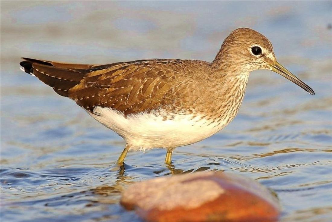 鸟中好爸爸!雌鸟只负责下蛋,孵卵与育幼的任务全留给雄鸟