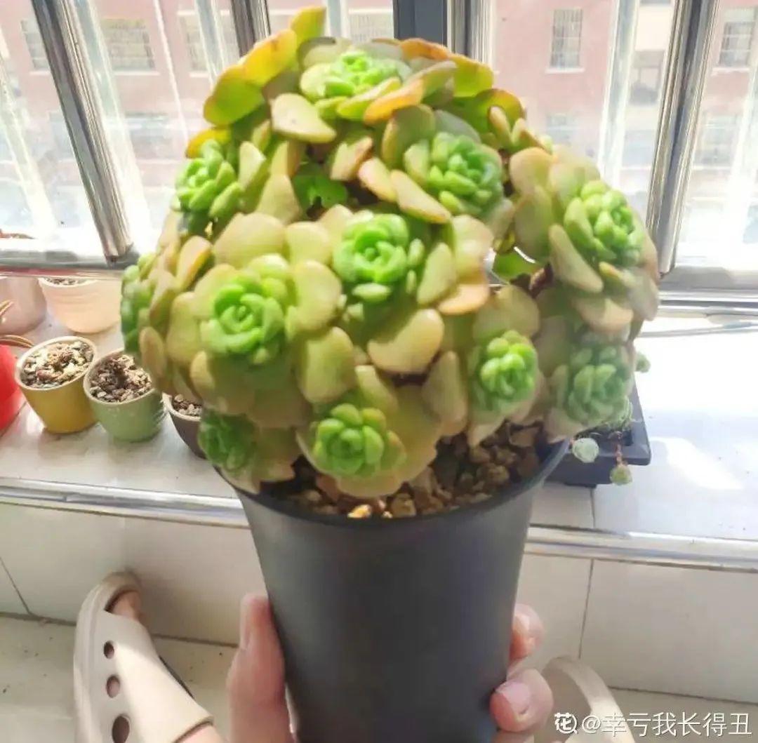 耐养的香水花,种室内香水花