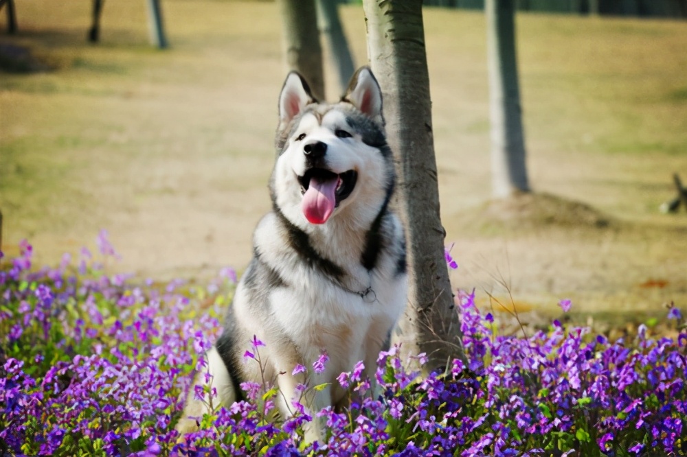 狗舔土什么意思,舔铁是什么意思