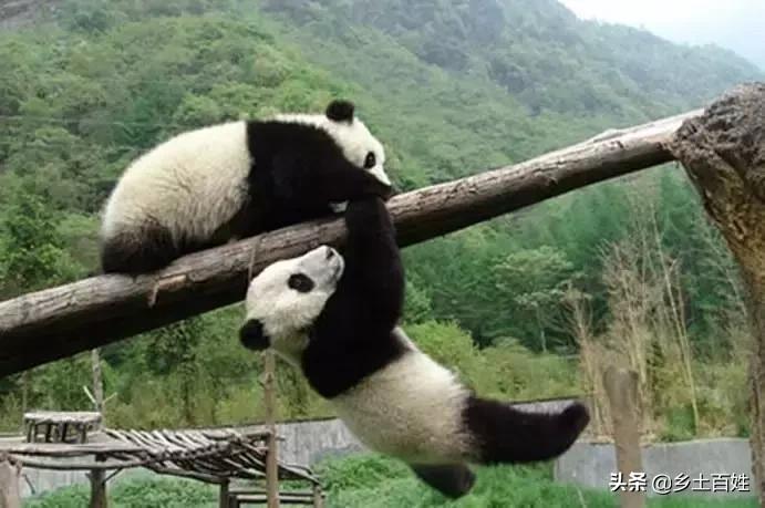 四川广元张氏家谱字辈大全,四川广安张氏家谱字辈