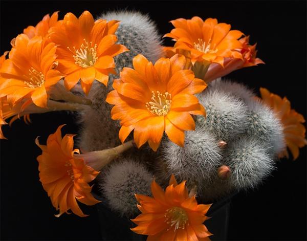 仙人掌开花有多美,仙人掌花开好娇艳