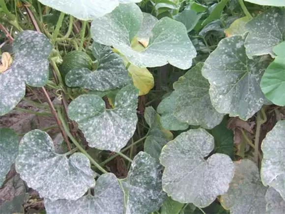 瓜类病害治疗药,瓜类主要病害有哪五条