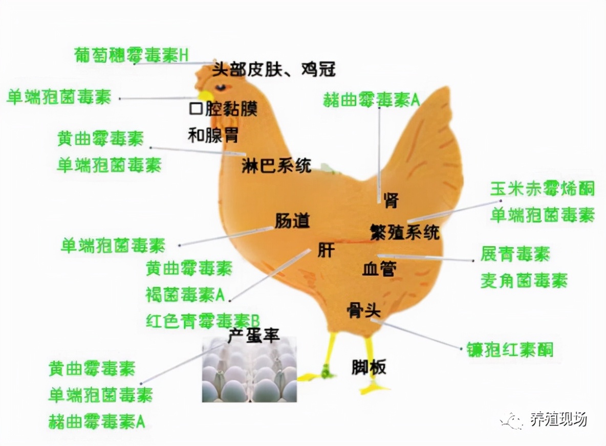 养鸡场霉菌的危害,鸡场霉菌毒素