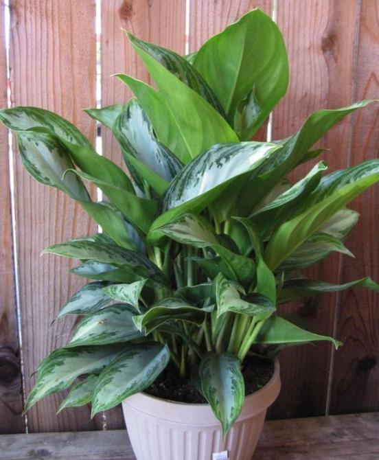 多放些绿植还能让室内充满生机,屋里养什么绿植吸收尼古丁和尘土