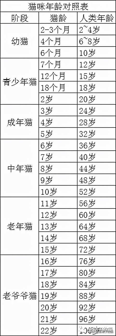 如何看出猫咪年龄有多大,怎么看出猫咪的年龄多大