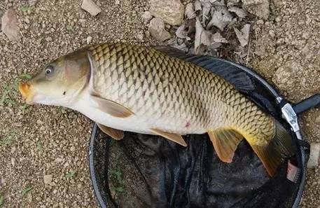 悬坠钓线组图解,悬坠钓法钩子都是斜着触底的