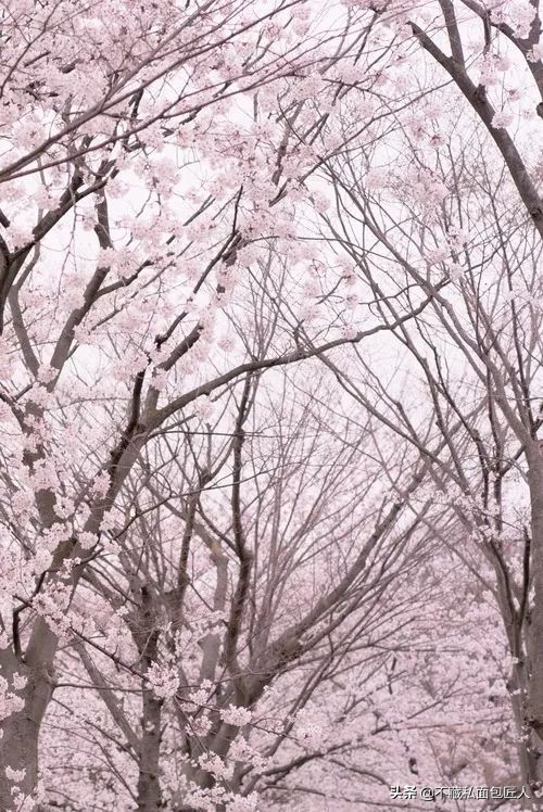 干货满满保姆级新手吐司教程,绝对不翻车的吐司教程