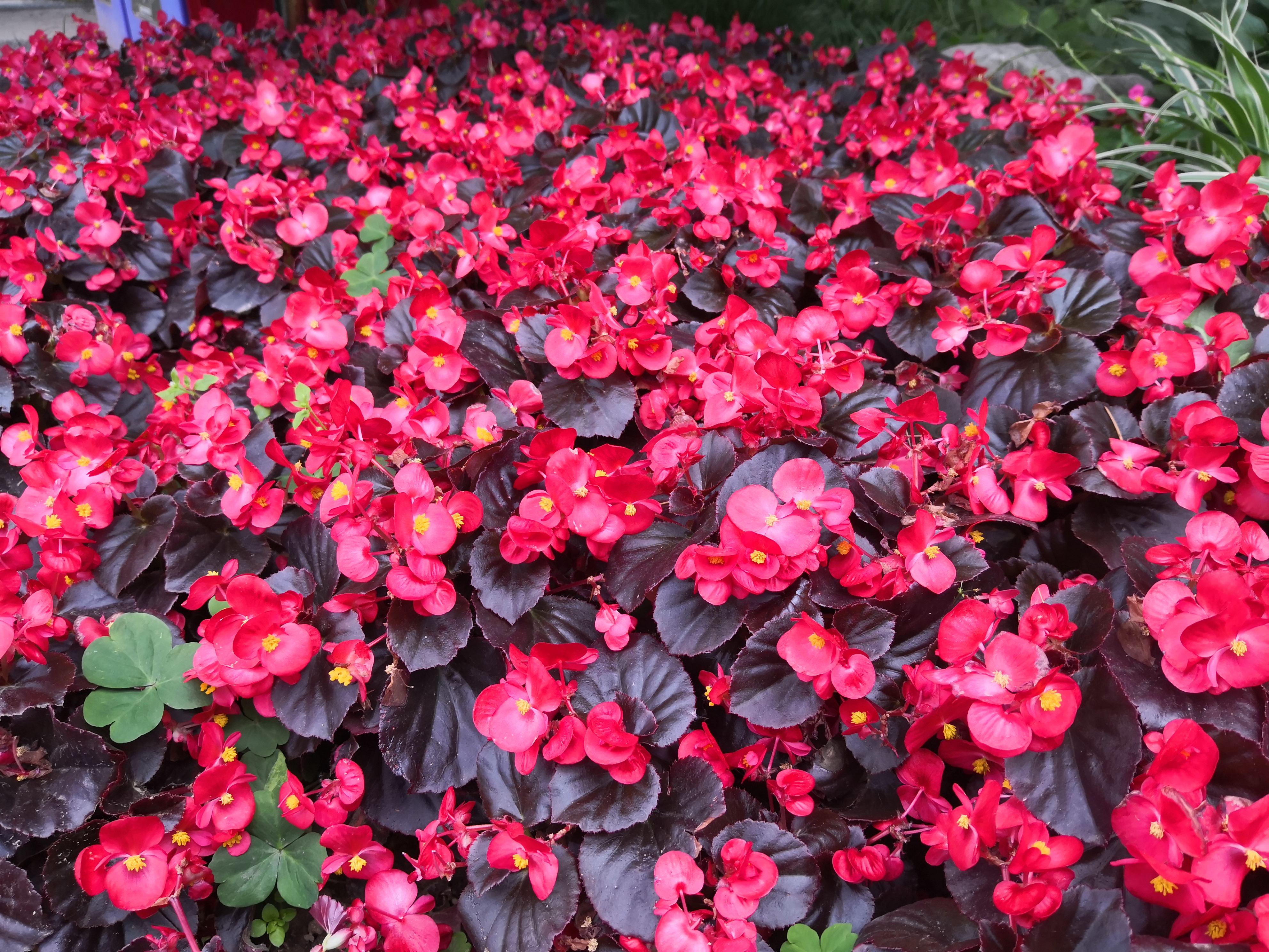 四季海棠的扦插方法和注意事项,四季海棠扦插繁殖方法