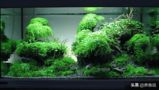 鱼缸水草怎么养好,鱼缸水草怎么养才能养得好