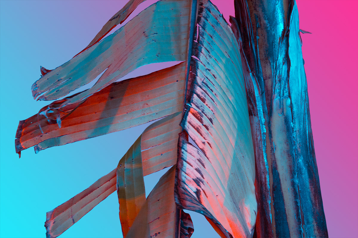 原来树叶也能这样拍,用这几个技巧树叶也能拍得这么美