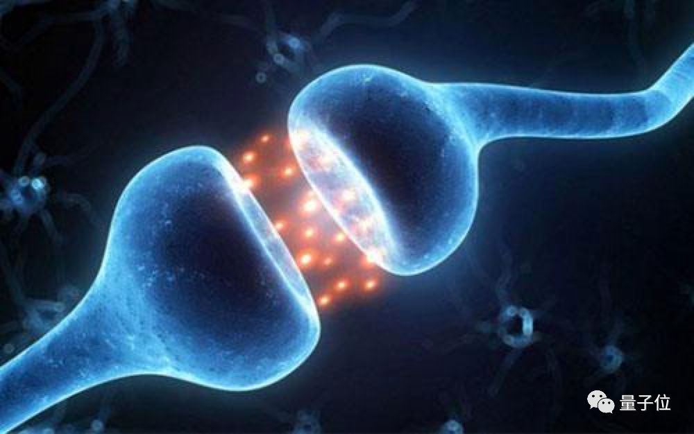 science蛋白质封面,重塑大脑的神经网络的方法