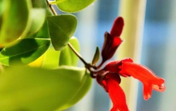 口红植物怎么养,口红花盆栽养殖方法