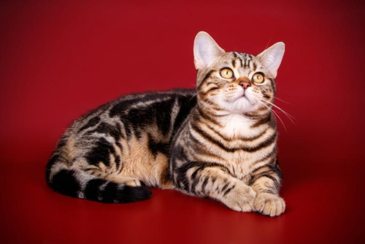 美短常见的毛色,美短常见品种