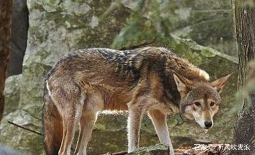 《遥远的乡愁》:老杨有过“背狼”经历,所以练就了一双铁脚板