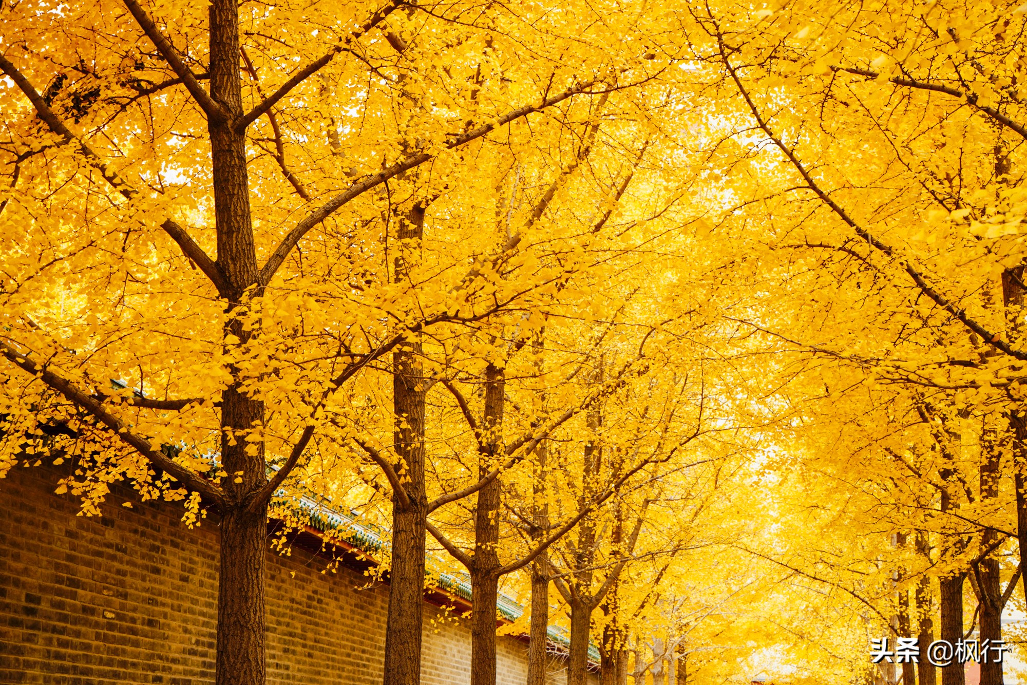 北京18个看银杏的好地方在哪,北京八大处看银杏攻略