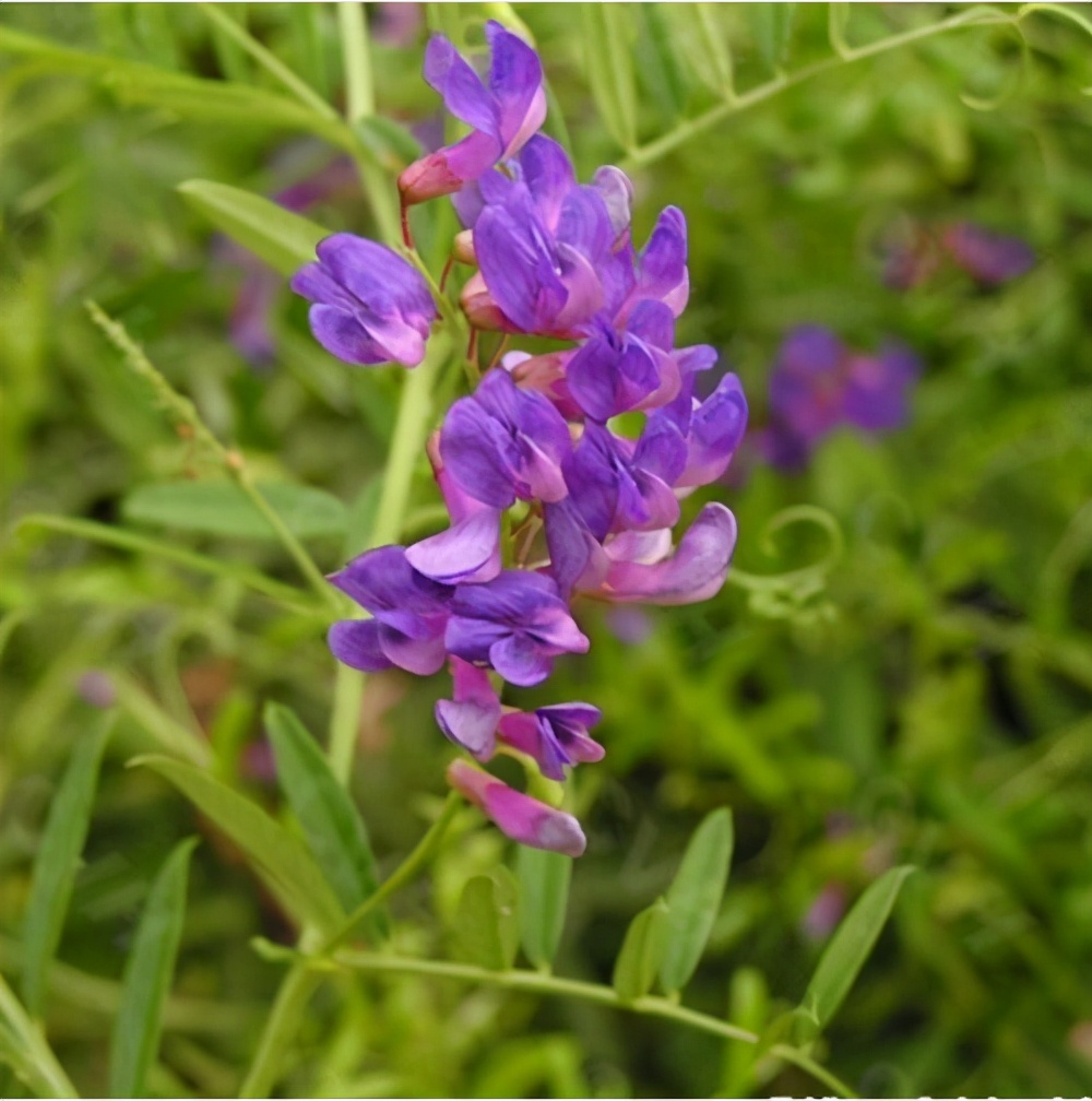 不到100元的保湿面霜,老牌面霜无任何添加剂的有哪几款