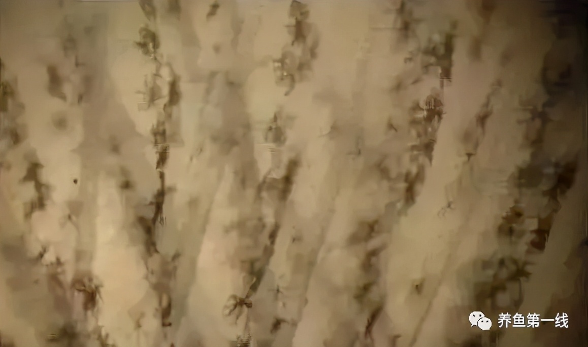 水产鱼鳃虫怎么治疗最好,鱼鳃霉病图片