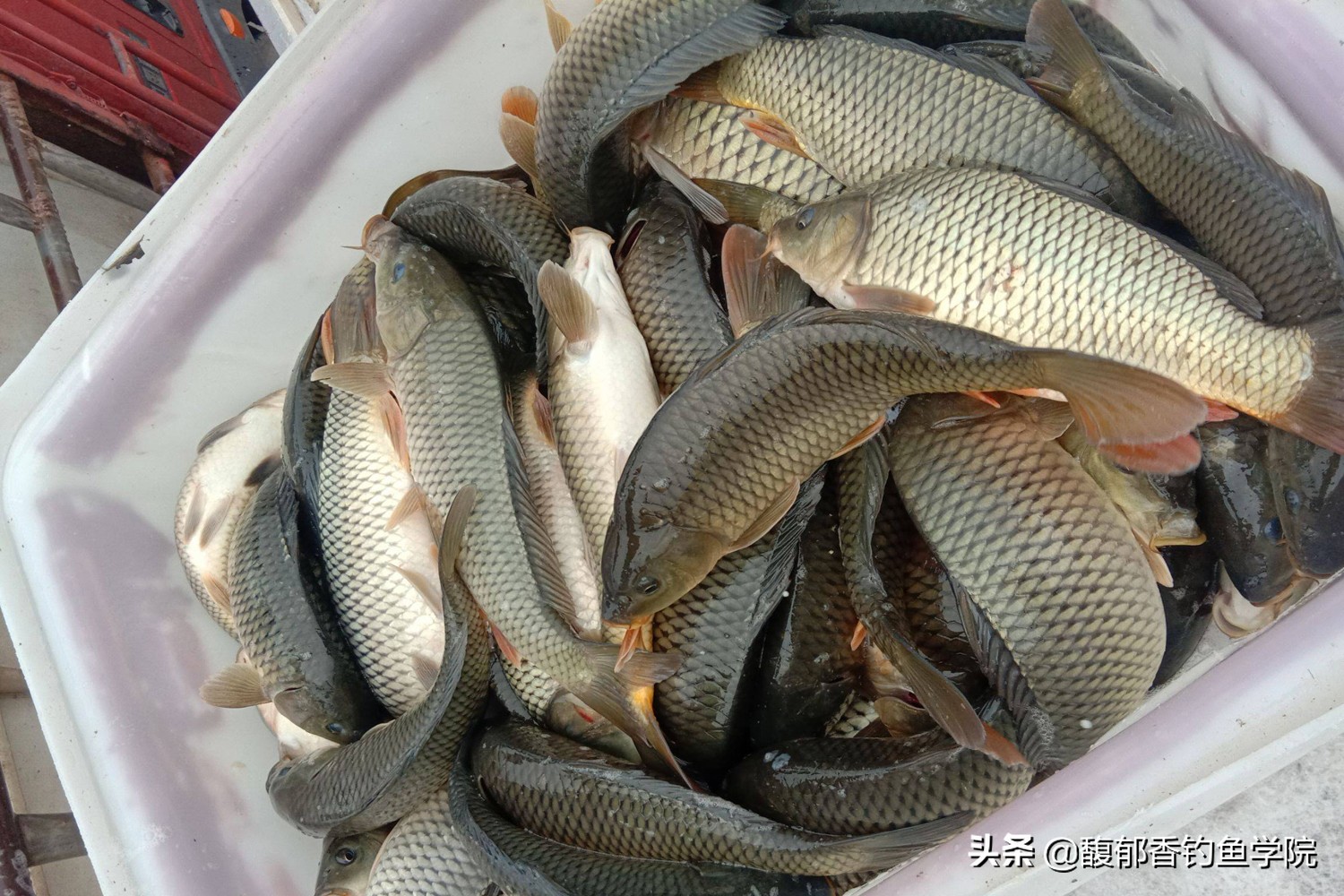 为什么黑坑放新鱼老鱼就不开口了,为什么黑坑刚放的鱼就会开口