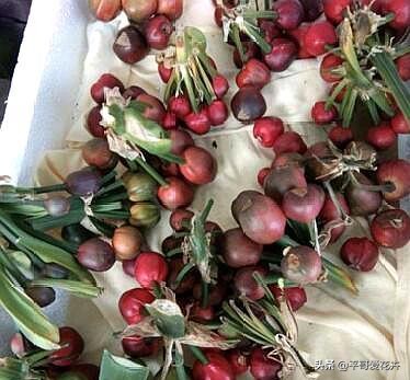 君子兰的种子培育方法和注意事项,君子兰水培和土培哪种成活率高