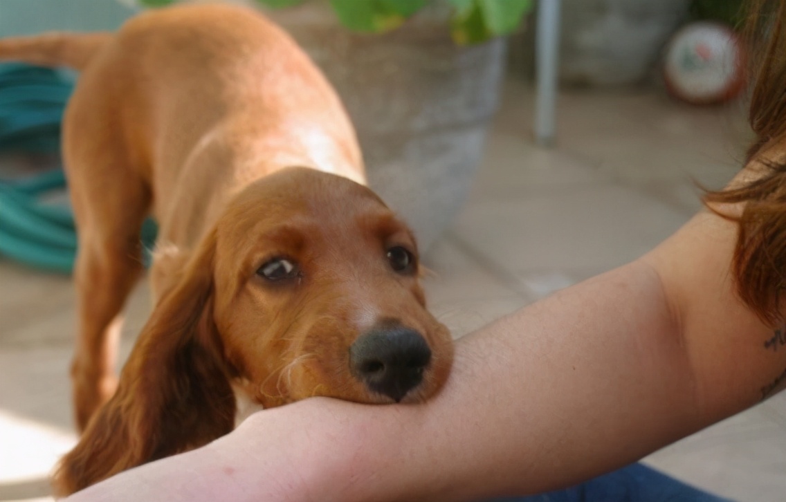 一年前被狗咬没打狂犬疫苗怎么办,十年前打过狂犬疫苗再次被狗咬