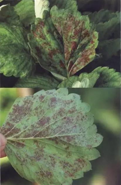 如何有效防治草莓黑星病,草莓白粉病如何预防和治疗