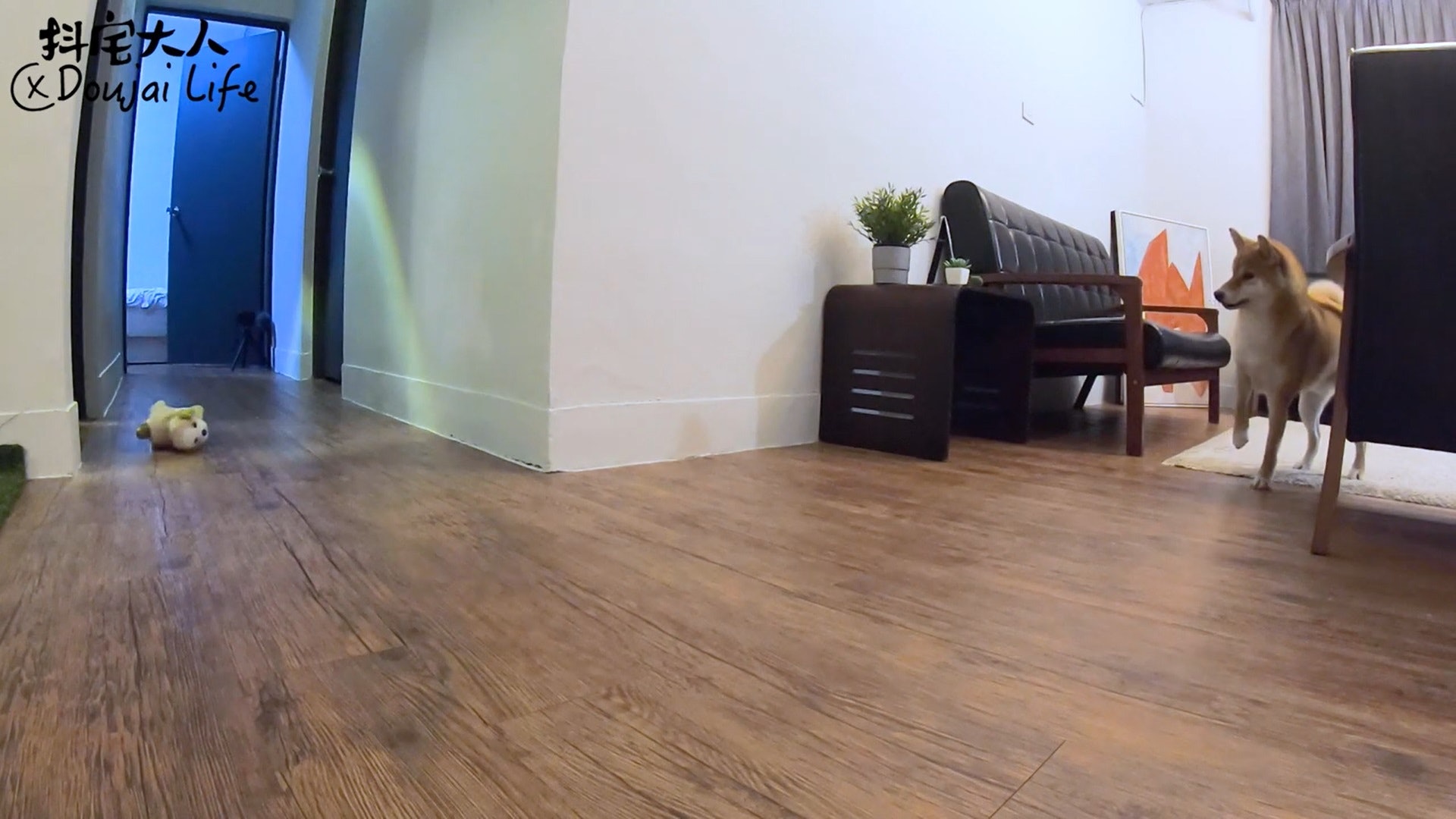 胆小柴犬遇神秘东西秒被吓跑　吓到脸歪、弹起反应笑翻网民